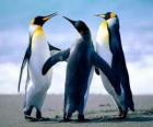 Tres bonitos pinguinos