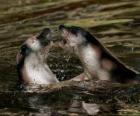 Focas en el agua