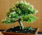 Árbol bonsái, árbol en miniatura en un bandeja según el arte japonés del bonsái