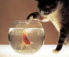Gato observando a un pez