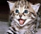 Pequeño gato