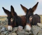 Burros o Asnos