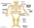Esqueleto humano. Los huesos del cuerpo humano (español)