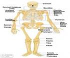Esqueleto humano. Los huesos del cuerpo humano (ingles)