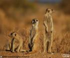 La suricata, es un pequeño mamífero, que habita la región del desierto de Kalahari y el Namib en África.