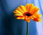 Una simple flor que bonito regalo para tu madre