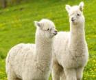 La alpaca es una especie doméstica