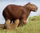 El carpincho, capincho, chigüiro, chigüire, o capibara, es el roedor viviente de mayor tamaño del mundo