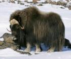 El yak