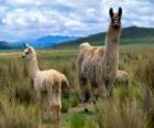 La llama