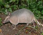 El Armadillo