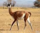El guanaco