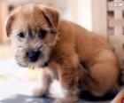 Cachorro de Terrier de Norwich