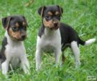 Cachorros de Terrier brasileño