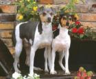 Terrier brasileño