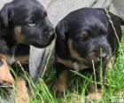 Cachorros de Terrier alemán o Jagdterrier