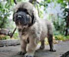 Cachorro de Šarplaninac