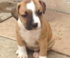 Cachorro de Staffordshire bull terrier