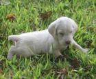Cachorro de Spinone