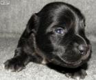 Cachorro de Skye terrier