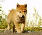 Cachorro de Shiba Inu