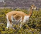 La vicuña
