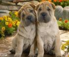 Cachorros de Shar Pei