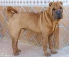 Shar Pei, raza china