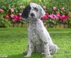 Cachorro de Setter inglés
