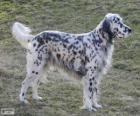 Setter inglés