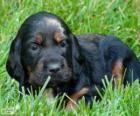 Cachorro de Gordon Setter o Setter escocés