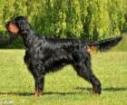 Gordon Setter o Setter escocés