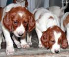 Cachorros de Setter irlandés rojo y blanco