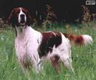 Setter irlandés rojo y blanco