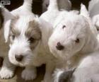 Cachorros de Sealyham terrier