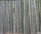 Bosque de bambú japonés
