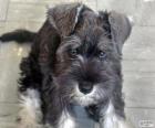 Cachorro de Schnauzer estándar