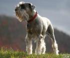 Schnauzer estándar