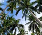 Palmeras tropicales