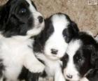 Cachorros de Schapendoes