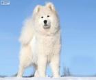 Samoyedo