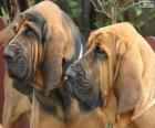 Perro de San Huberto