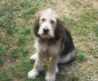 Cachorro de Otterhound