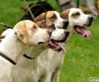 Foxhound inglés