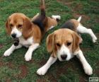 Cachorros de Foxhound americano