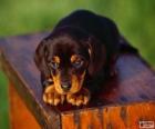 Cachorro de Coonhound negro y bronce