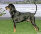Coonhound negro y bronce