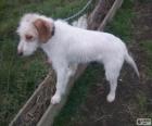 Cachorro de Sabueso de Istria de pelo duro