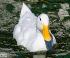 Pato doméstico