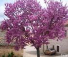 Árbol del amor, Ciclamor, algarrobo loco o árbol de Judas